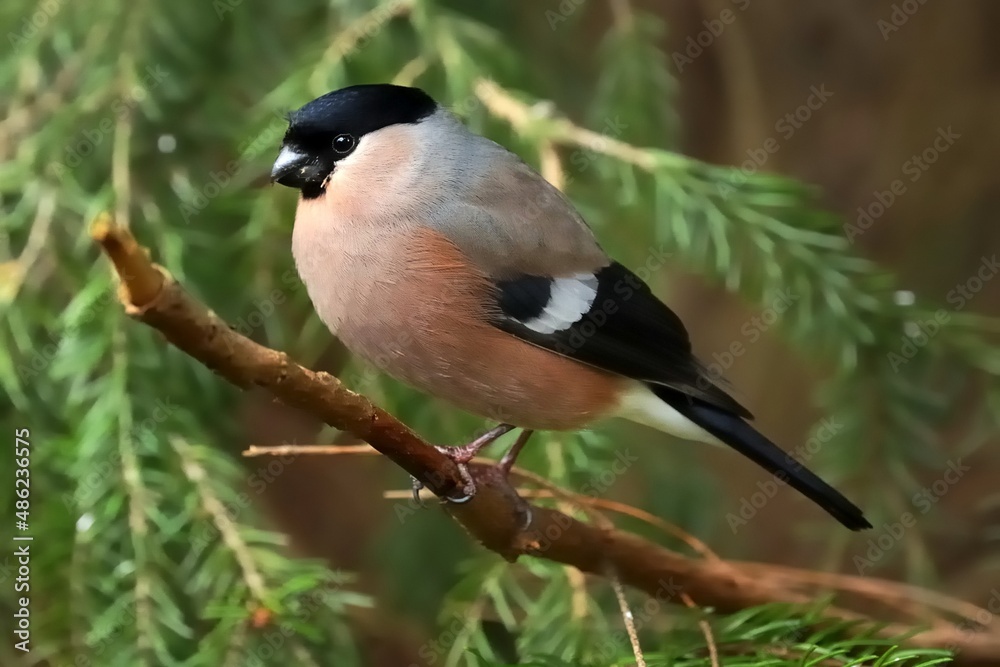 Ein Gimpel, auch Dompfaff genannt (Pyrrhula pyrrhula), auf einem Tannenzweig. Ein Gimpel, auch Dompfaff genannt (Pyrrhula pyrrhula), auf einem Tannenzweig.