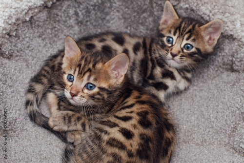 Two young cute bengal cats laying on a soft cat's shelf of a cat's house.
