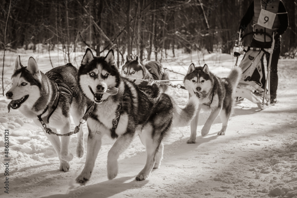 Husky team at sledding competition Husky team at sledding competition