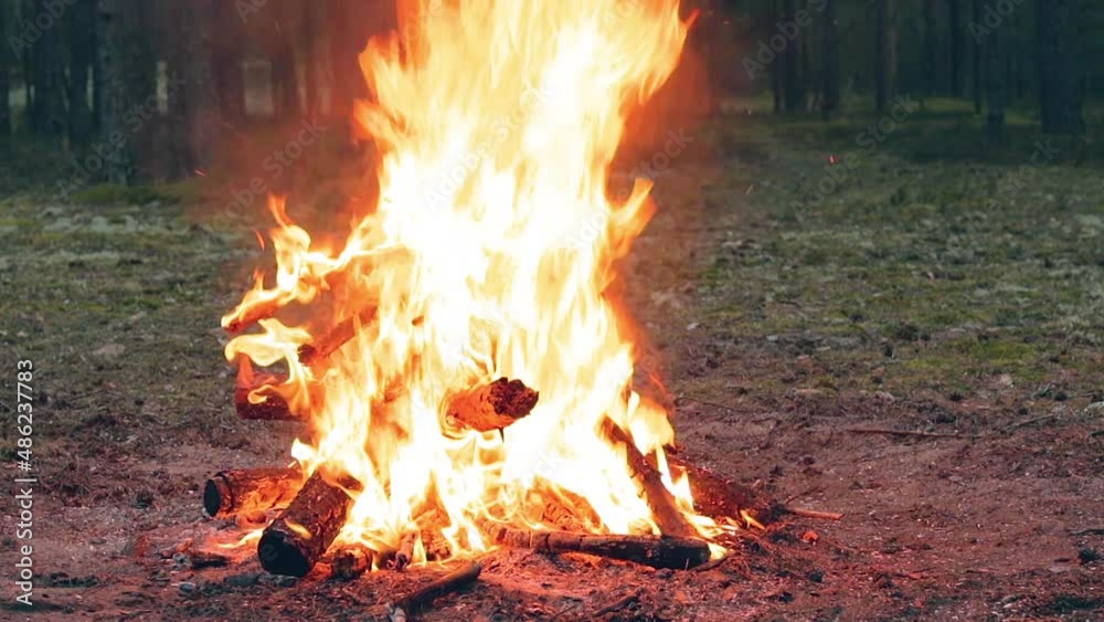 A Bonfire Burning in the Forest in Evening. Flaming Campfire. Fireplace in Nature - Static Shot, Slow Motion