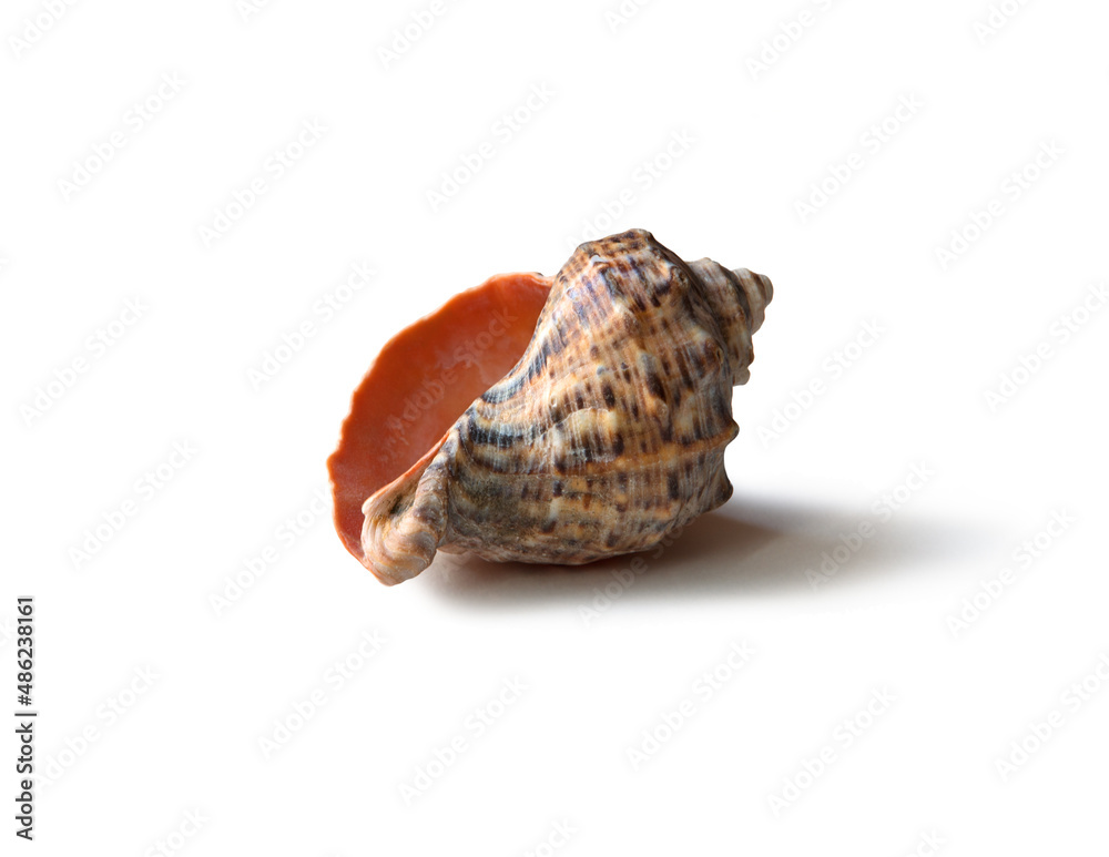 Marine sea shell on white background Marine sea shell on white background