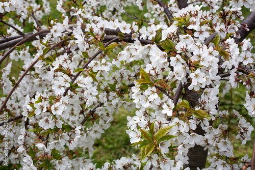 Springtime, White cherry blossoms, spring flower background, close-up photo