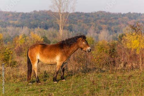 Wild horse  Equus ferus  in a reserve near Milovice  Czechia
