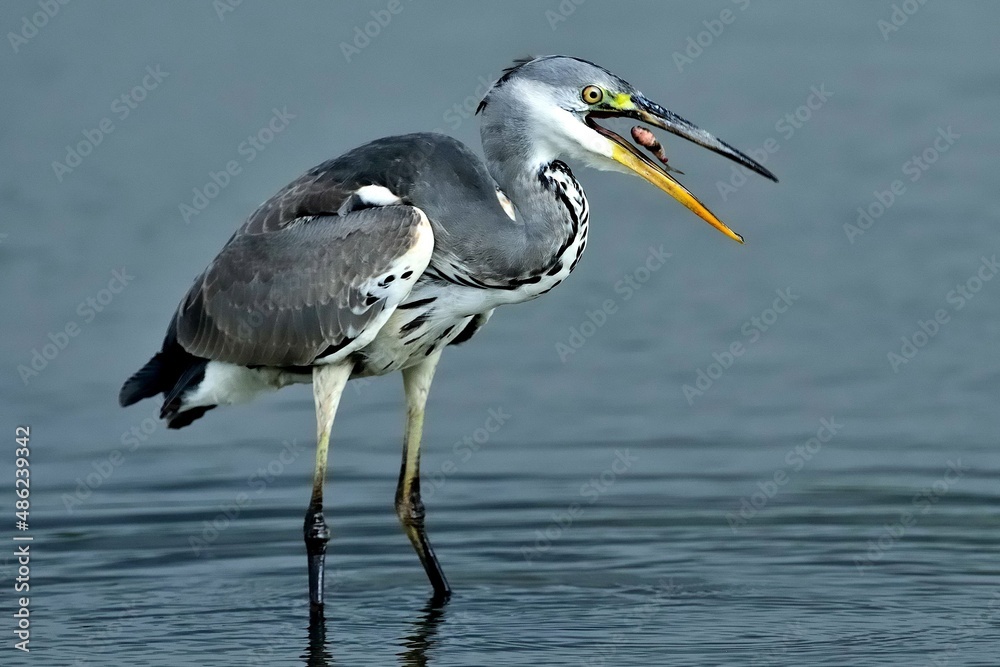 Ein Graureiher (Ardea cinerea) verschlingt einen kleinen Fisch. Ein Graureiher (Ardea cinerea) verschlingt einen kleinen Fisch.