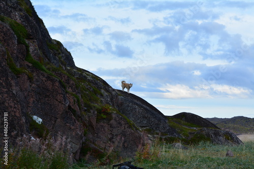 Husky dog on a mountain in the tundra