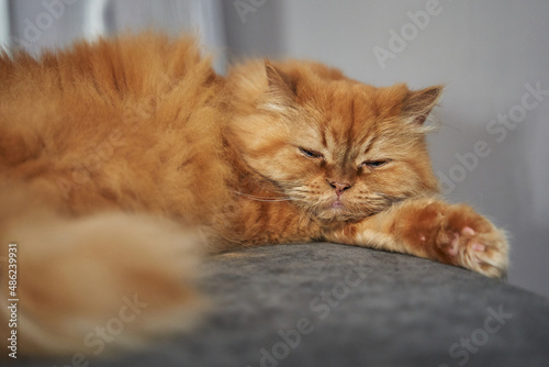 Fototapeta Naklejka Na Ścianę i Meble -  red fluffy cute cat sleeps on a gray sofa