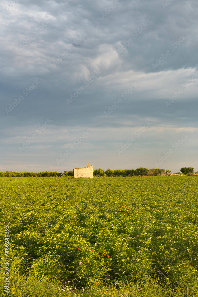 Rural landscape on Apulia between Bitonto and Conversano