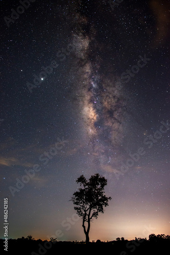 Dark Tree in the sky with stars and milky way