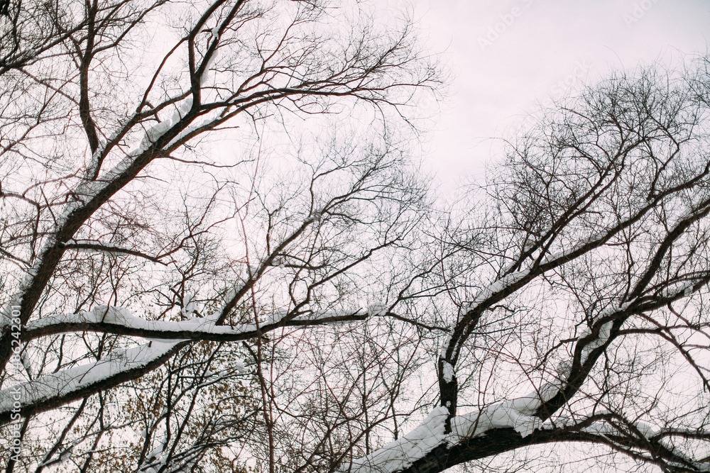 Snowy tree trunks,winter background elements of trees against the sky Snowy tree trunks,winter background elements of trees against the sky