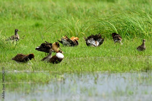 Kampfläufer (Philomachus pignax) auf dem Balzplatz. photo