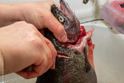 separation of the trout s head from the trunk with a knife