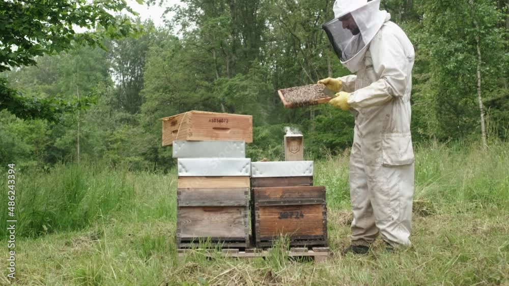 Beekeeper in a bee-garden. Farmer in protective hat takes out a honeycomb with bees from bee hives to check honey harvest in apiary on a warm summer day. Beekeeper in a bee-garden. Farmer in protective hat takes out a honeycomb with bees from bee hives to check honey harvest in apiary on a warm summer day.