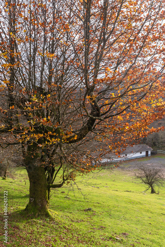 Autumn tree and meadow