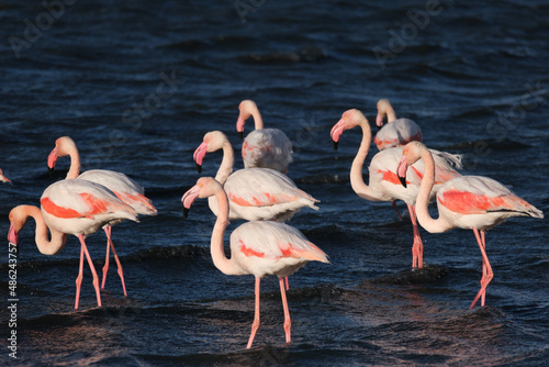 dance of flamingos
