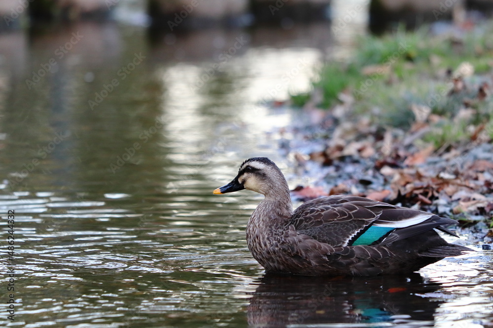 Obraz premium 水辺のマガモ