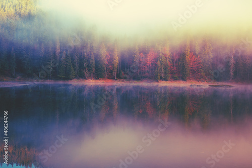 Fir trees around the lake in the autumn misty morning. Lake Synevyr in the Carpathian Mountains, Ukraine