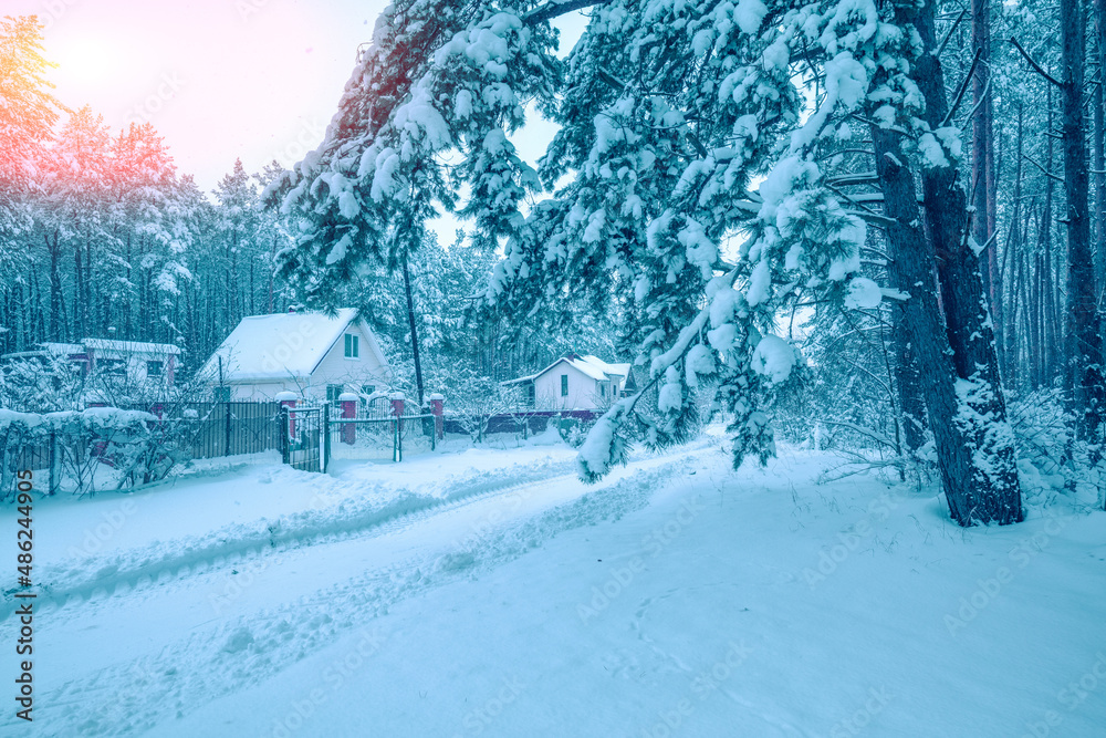 Village in the snowy forest. Pine trees covered snow Village in the snowy forest. Pine trees covered snow
