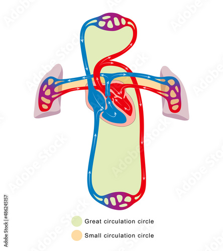 Blood circulation system. Great circulation circle. Small circulation circle photo
