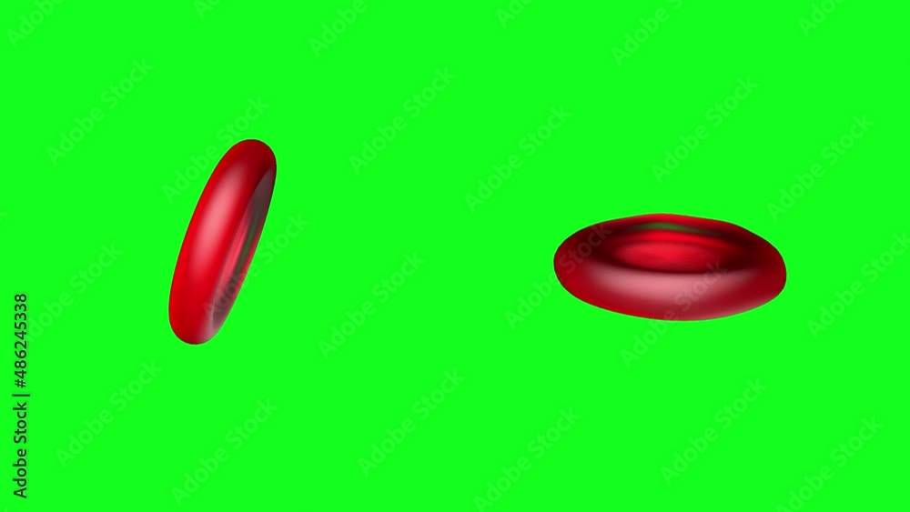 Red blood cells erythrocytes 3d model on a green background animation in different projections Red blood cells erythrocytes 3d model on a green background animation in different projections