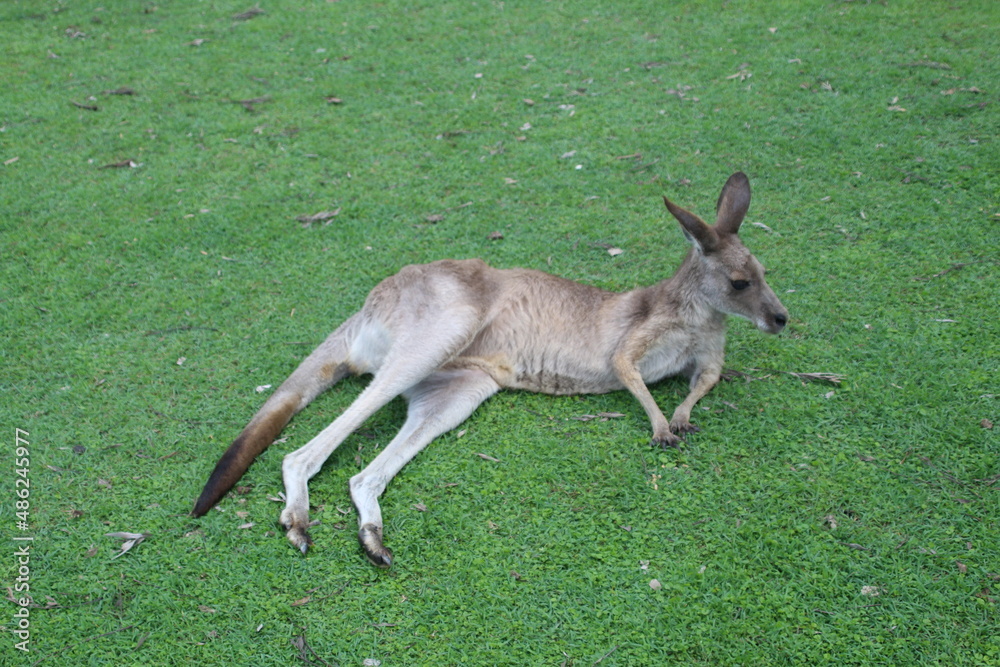 Känguru, Landschaft, Australien, Tiere, Himmel, Natur Känguru, Landschaft, Australien, Tiere, Himmel, Natur
