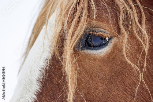Close up eye of brown furry plow horse