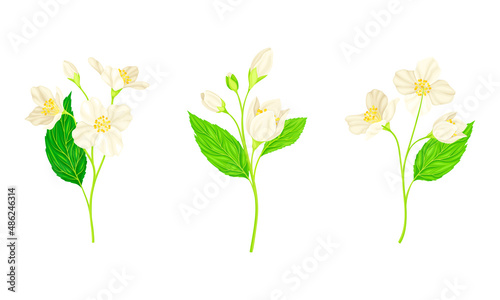 Jasmine Plant Specie with Fragrant White Flowers and Pinnate Leaves Vector Set