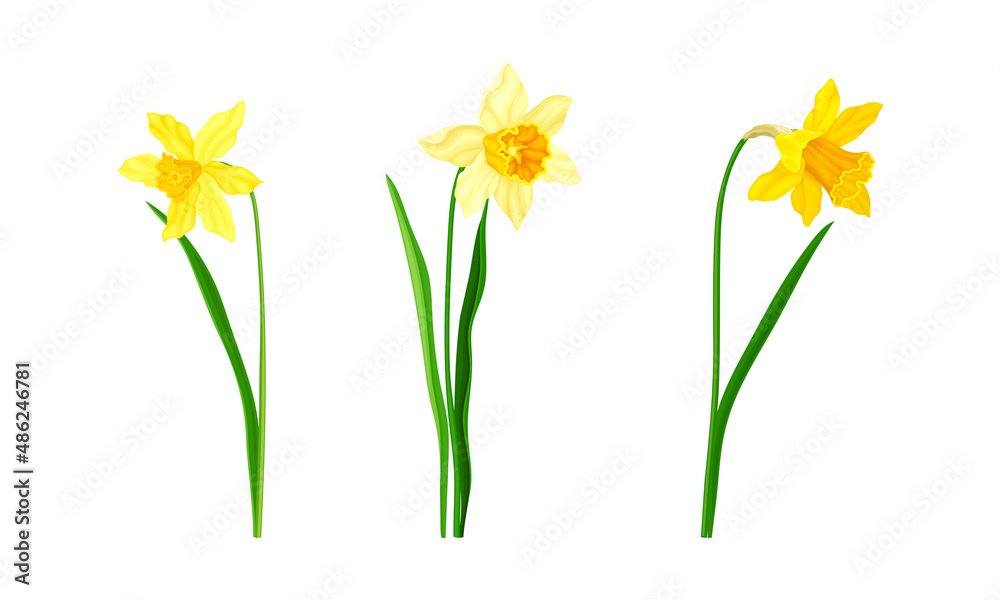 Obraz premium Daffodil or Jonquil Spring Flowering Plant with Yellow Flower and Leafless Stem Vector Set