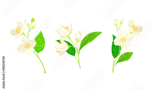 Jasmine Plant Specie with Fragrant White Flowers and Pinnate Leaves Vector Set