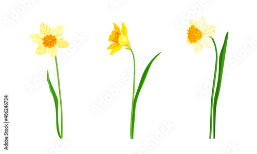 Daffodil or Jonquil Spring Flowering Plant with Yellow Flower and Leafless Stem Vector Set