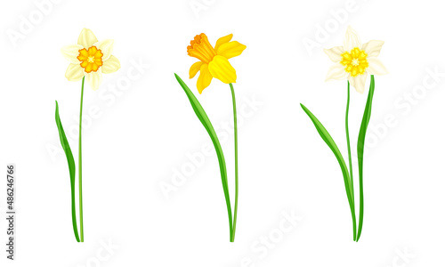 Daffodil or Jonquil Spring Flowering Plant with Yellow Flower and Leafless Stem Vector Set