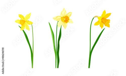 Daffodil or Jonquil Spring Flowering Plant with Yellow Flower and Leafless Stem Vector Set
