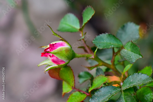 Fresh Beautiful rose bud in the garden © Kiran