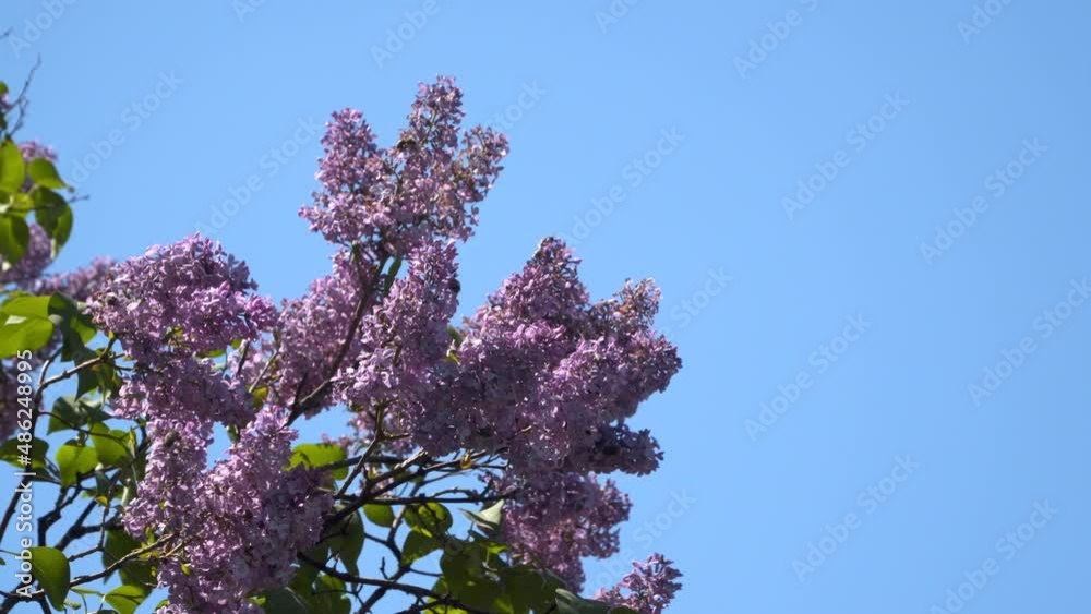 Branch of blossoming lilac against the blue sky. Natural spring background Branch of blossoming lilac against the blue sky. Natural spring background