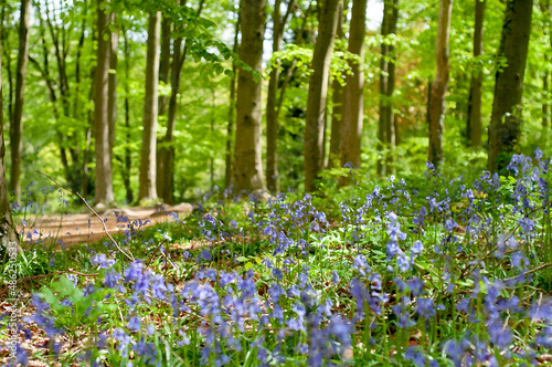Fototapeta Naklejka Na Ścianę i Meble -  Bluebell flowers in the forest