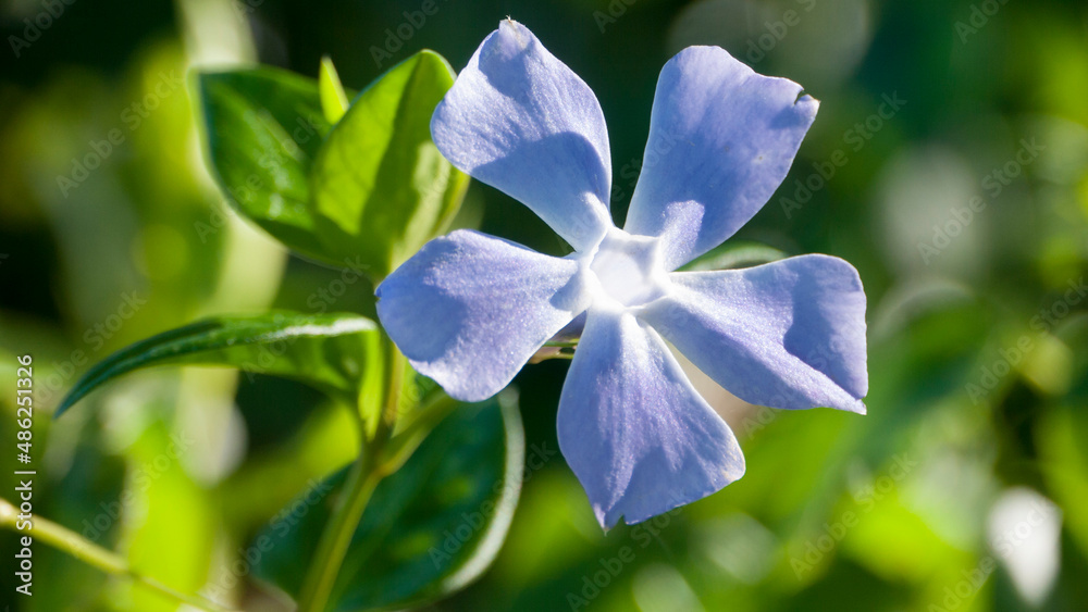 Fototapeta premium Flor morada en arbusto silvestre en el campo