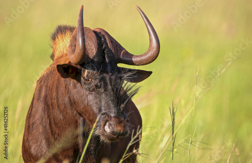 Black Wildebeest, South Africa