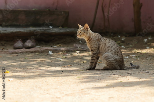 side view photo of A cat resting in the shade on a summer day