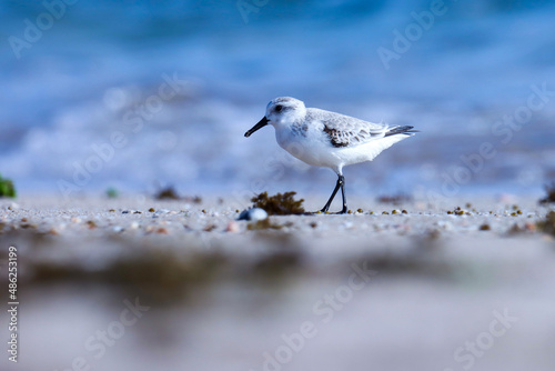 Sanderling on the beach. Calidris alba. The sanderling is a small wading bird. Waterbird.