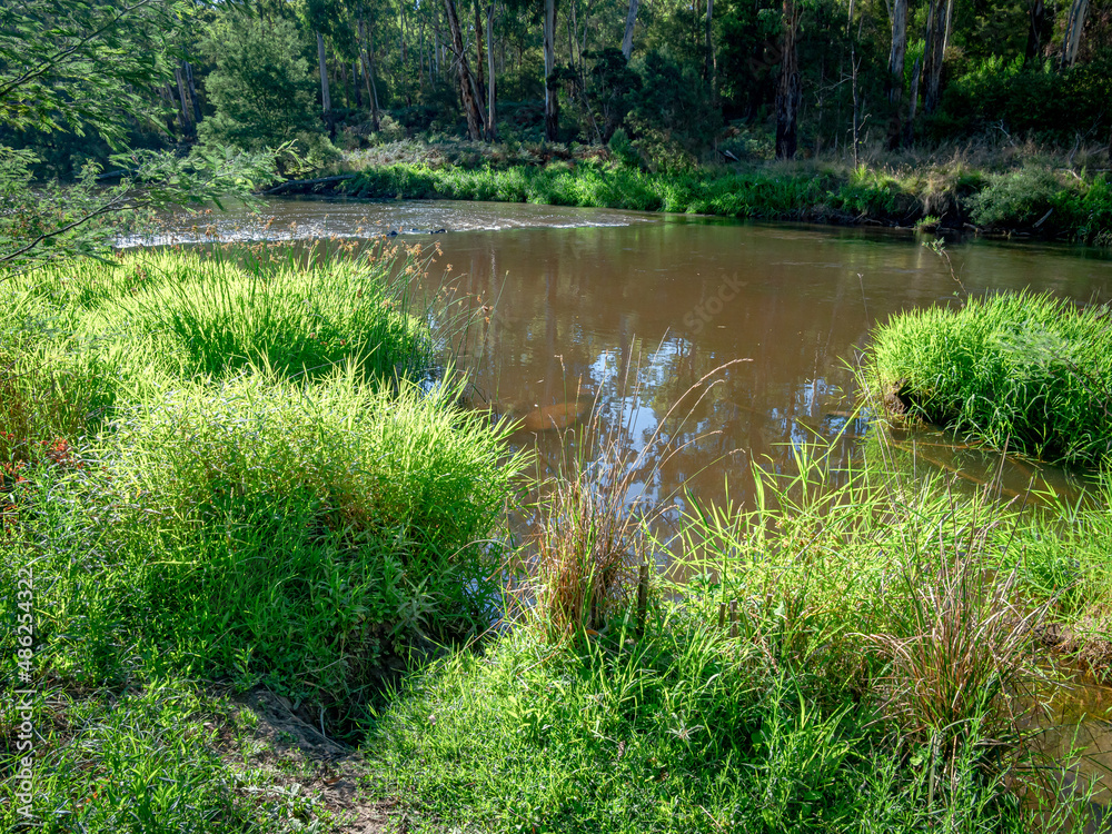 Obraz premium Overgrown Riverbank