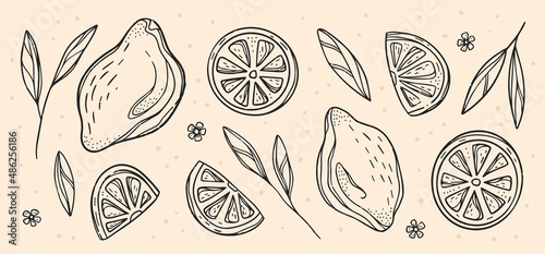 Vector Sketch of Lemon decorative set. Hand Drawn Botanical Illustrations. Black and white with line art isolated on white backgrounds. Fruits drawings. For web, print, product design.