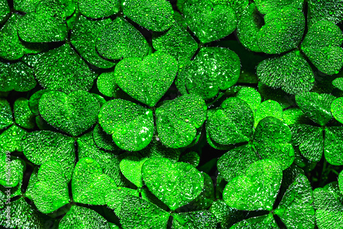 Background with green clover leaves for Saint Patrick's day. Backdrop for design with a shamrock covered with dew drops.
