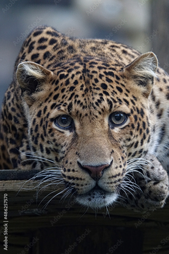 Obraz premium leopard, cat, animal, jaguar, wild, predator, wildlife, mammal, nature, zoo, feline, panther, spots, carnivore, fur, big cat, safari, hunter, dangerous, big, spotted, black, eyes, tiger, face