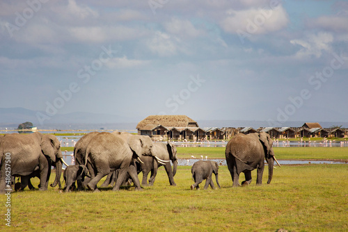 African elephants at sunrise in Amboseli National Park, Kenya