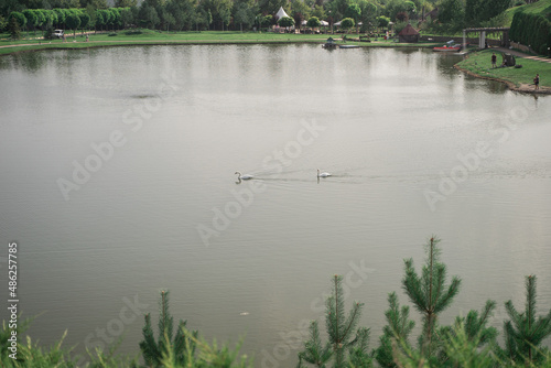 Two white wild swans in the lake, in nature, in the distance