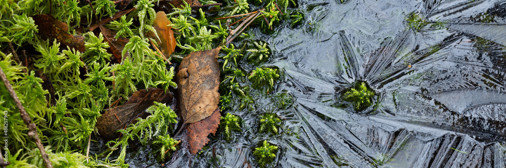 Moss and ice close-up. Natural background with green moss and frozen water during frosts. Cold weather in the forest. Wide panoramic texture with patterns on the ice surface. Northern nature. Moss and ice close-up. Natural background with green moss and frozen water during frosts. Cold weather in the forest. Wide panoramic texture with patterns on the ice surface. Northern nature.