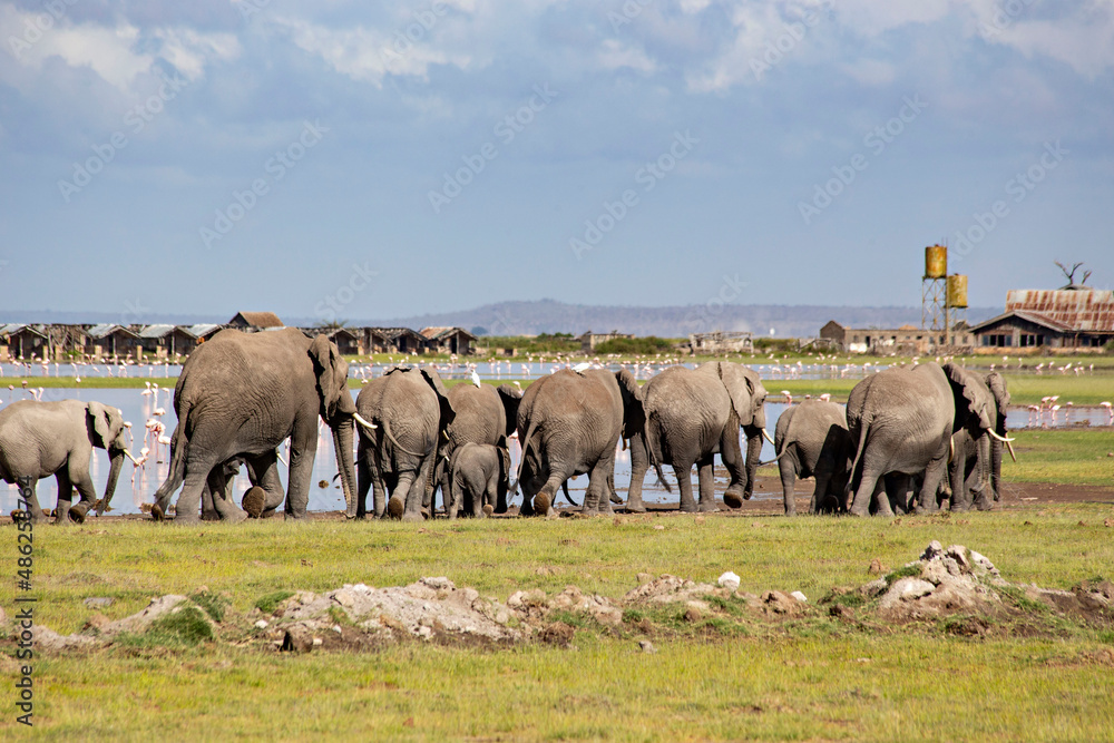 African elephants at sunrise in Amboseli National Park, Kenya