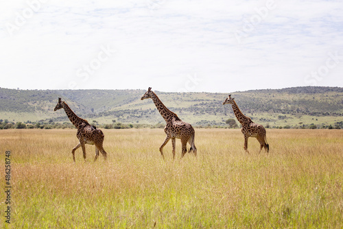 Giraffes in Masai Mara National Park, Kenya