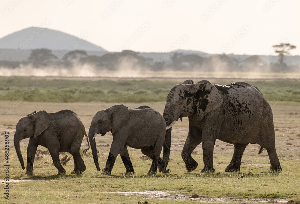 Fototapeta premium African elephants herd at sunrise in Amboseli National Park, Kenya