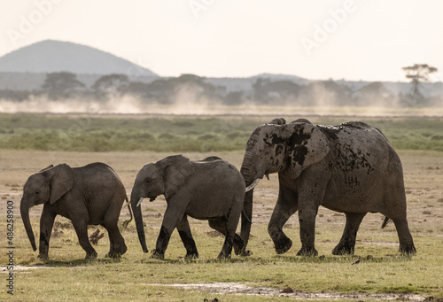 African elephants herd at sunrise in Amboseli National Park, Kenya