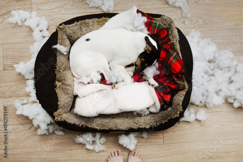 Tired puppy after destroy its bed. Mischief and educaction concept photo